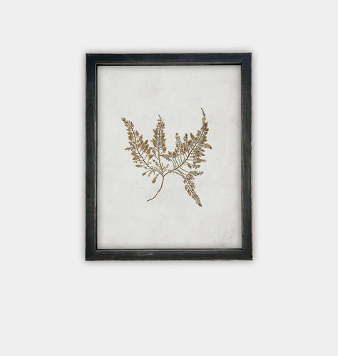 Botanical II Framed Print Black