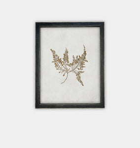 Botanical II Framed Print Black