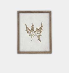 Botanical II Framed Print Brown