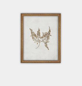 Botanical II Framed Print Gold