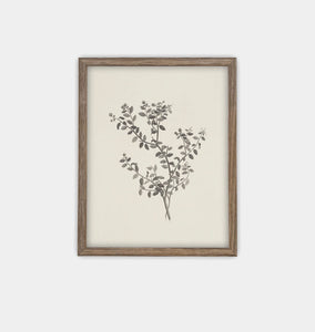 Botanical Sketch Framed Print Brown
