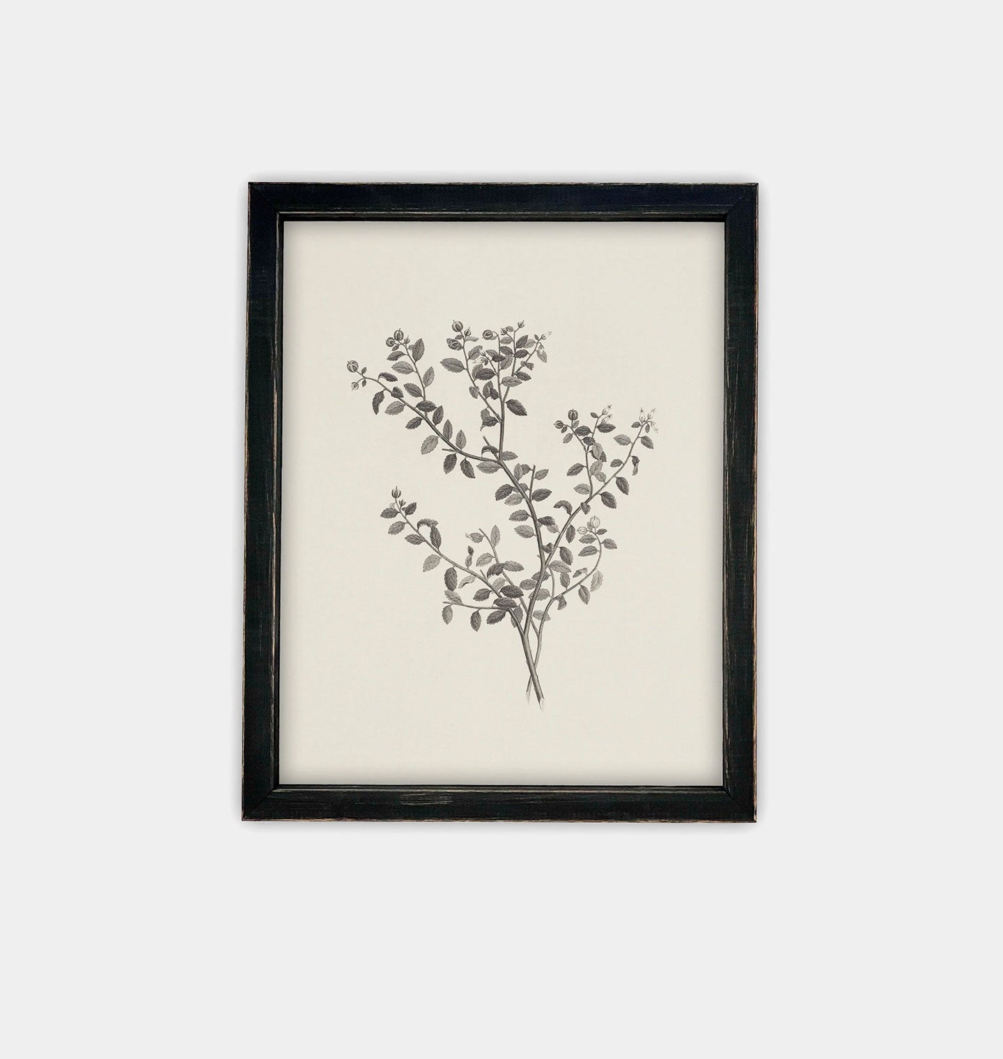 Botanical Sketch Framed Print Black
