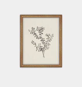 Botanical Sketch Framed Print Gold