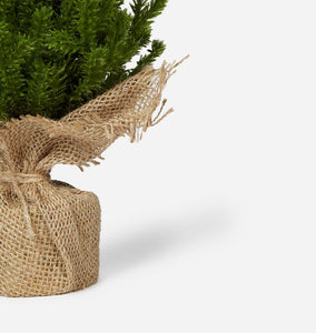 Faux Evergreen Tabletop Tree Medium