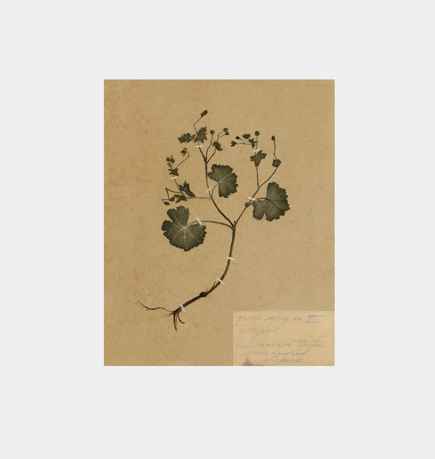 Petite Study no. II Unframed Print