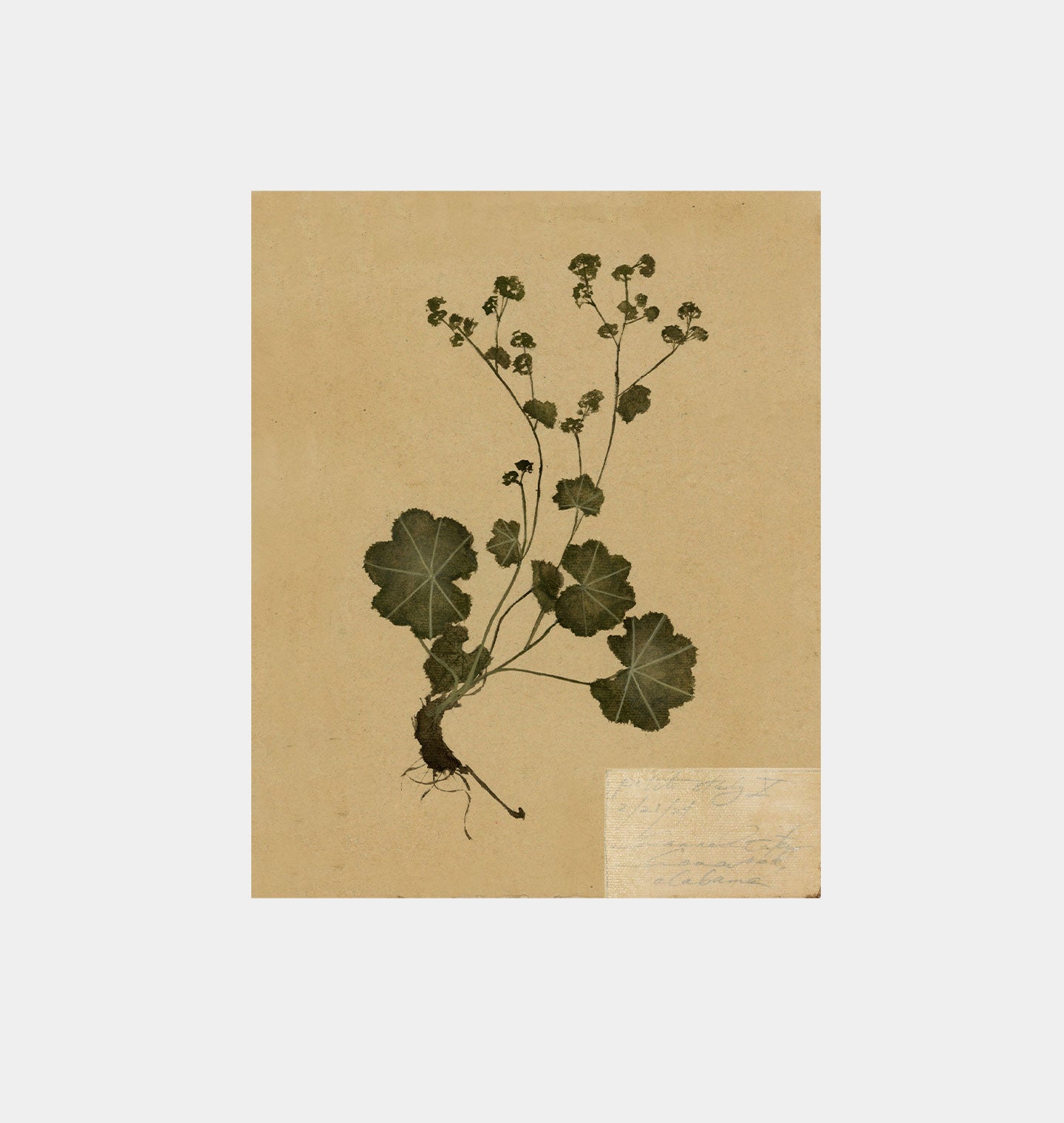 Petite Study no. IV Unframed Print