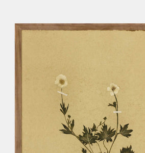 Petite Study No. V by Hannah Winters Framed Print