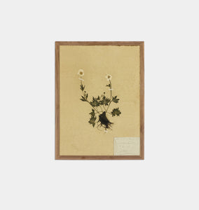 Petite Study No. V by Hannah Winters Framed Print
