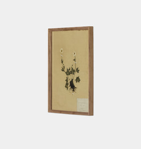 Petite Study No. V by Hannah Winters Framed Print