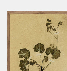 Petite Study No. VI by Hannah Winters Framed Print