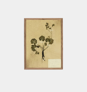 Petite Study No. VI by Hannah Winters Framed Print