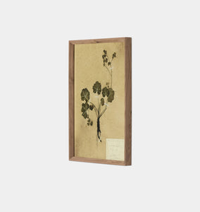 Petite Study No. VI by Hannah Winters Framed Print