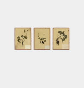 Petite Study Triptych by Hannah Winters Framed Print