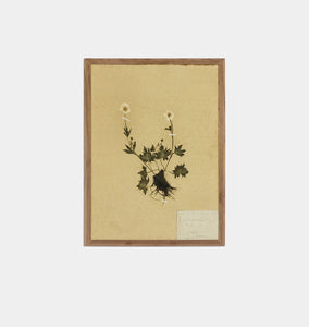 Petite Study Triptych by Hannah Winters Framed Print