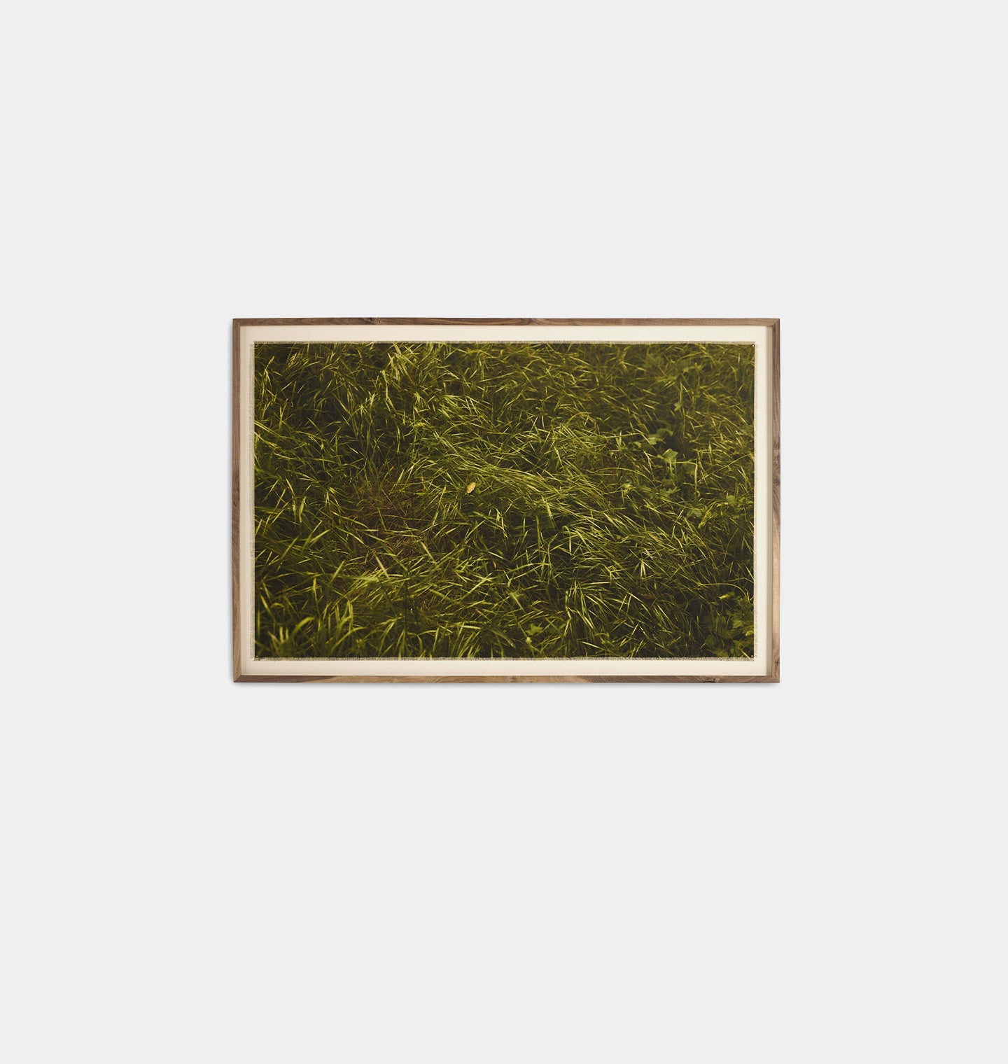 Verdants by Shade Degges Framed Print