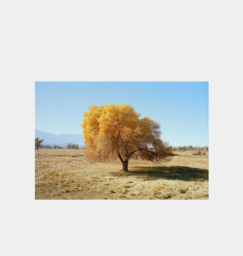 Michael James Hillman Cottonwood Tree (Fall)