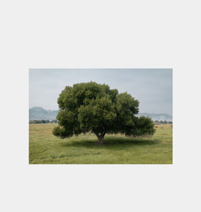 Michael James Hillman Cottonwood Tree (Summer)
