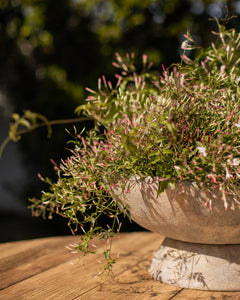 plant with saucer Saucer Planter